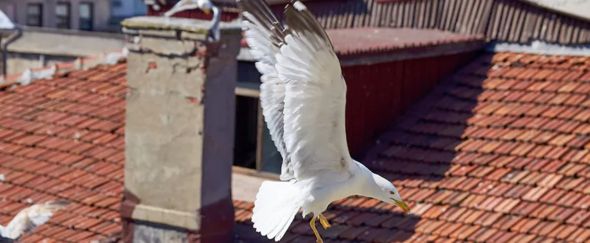 Residential Chimney Animal Removal Solution in Massapequa, NY